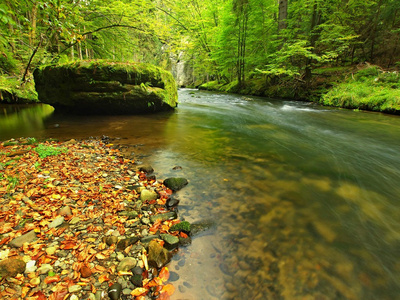 在河岸边的橙色山毛榉叶子所涵盖的山区河流上碎石路。新鲜绿色的树叶在水面之上的分支上使绿色反射在级别中