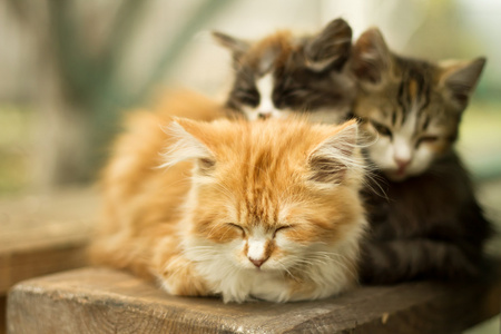 三只小猫在白色图片