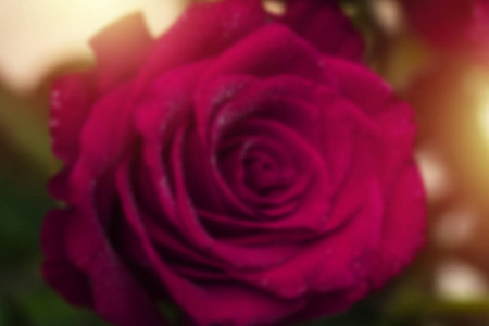 玫瑰花的高斯模糊背景。抽象背景