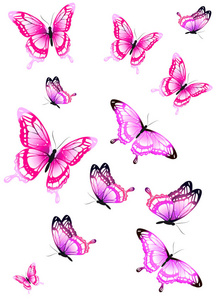 明亮的彩色粉红色蝴蝶在白色背景下分离