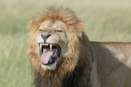 雄狮 虎 leo 站在萨凡纳, 嗅到女性, 马赛马拉, 肯尼亚