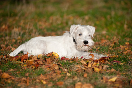小狗雪纳瑞气球图片