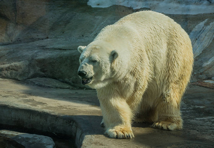 巨大的白熊在春天散步