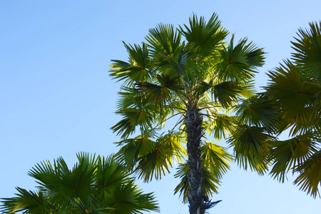 棕榈树与蓝蓝的天空背景