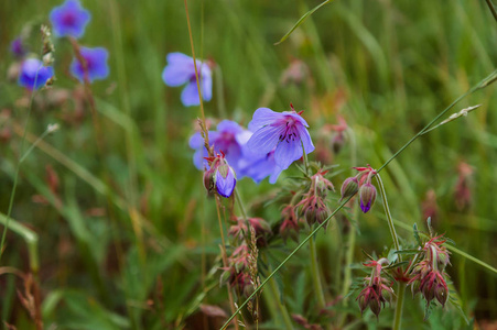 绿草田野上的野蓝花