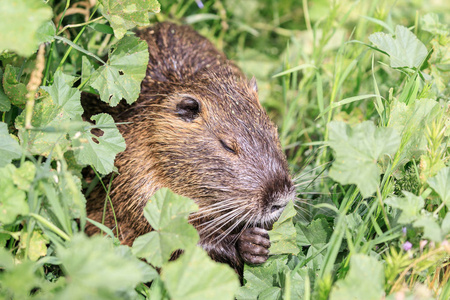 海狸鼠吃海狸鼠坐在灌木丛中, 在以色列的呼啦湖自然保护区吃草.照片