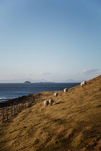 在一个温暖晴朗的日子, 苏格兰斯凯岛上的一座悬崖上的绵羊在峭壁上放牧