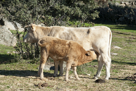 哺乳犊牛