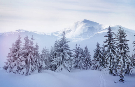 神秘的冬季景观雄伟壮观的山脉。神奇的冬雪覆盖的树。戏剧性的冬季场面。喀尔巴阡山.乌克兰。欧洲