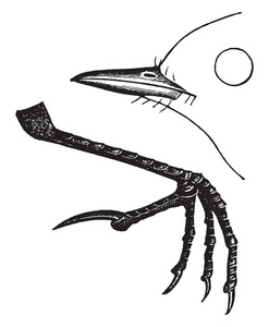 美国 Titlark 爪, 在底部苍白, 复古线条画或雕刻插图