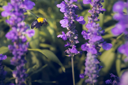 木匠蜂飞向美丽的花朵在大自然中