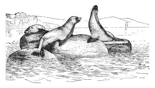 加利福尼亚海狮图片