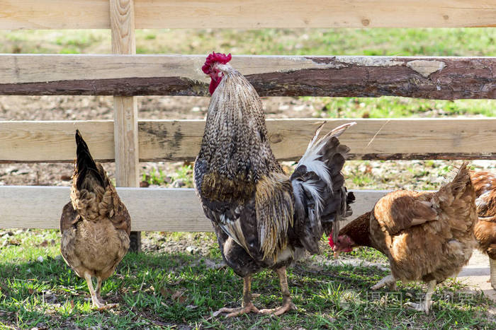 公鸡和小鸡在草地上吃草