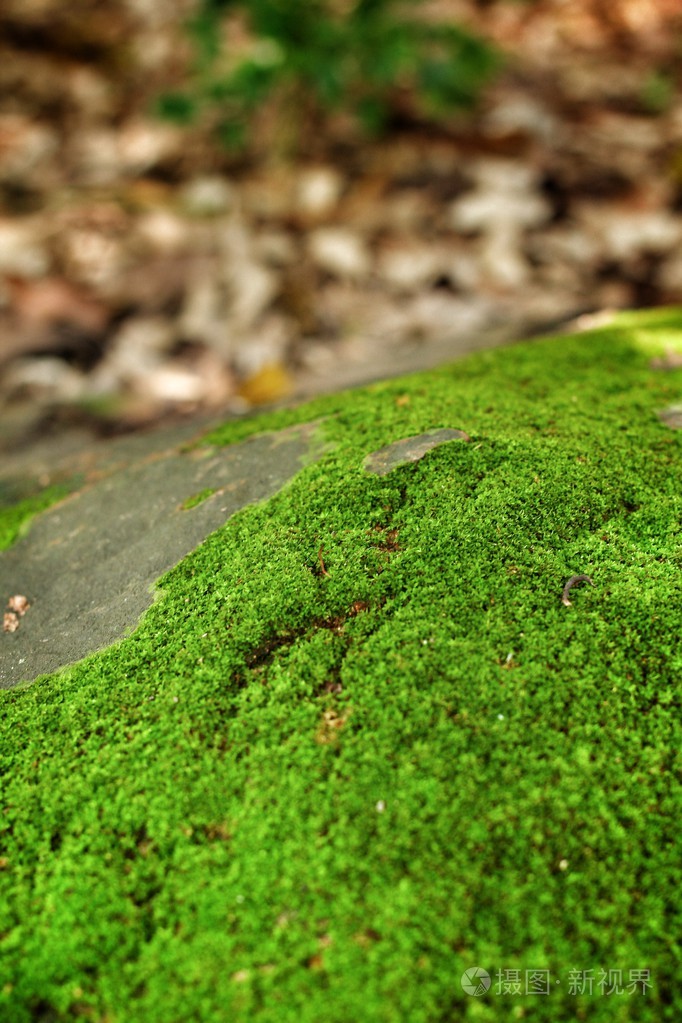 绿色的青苔