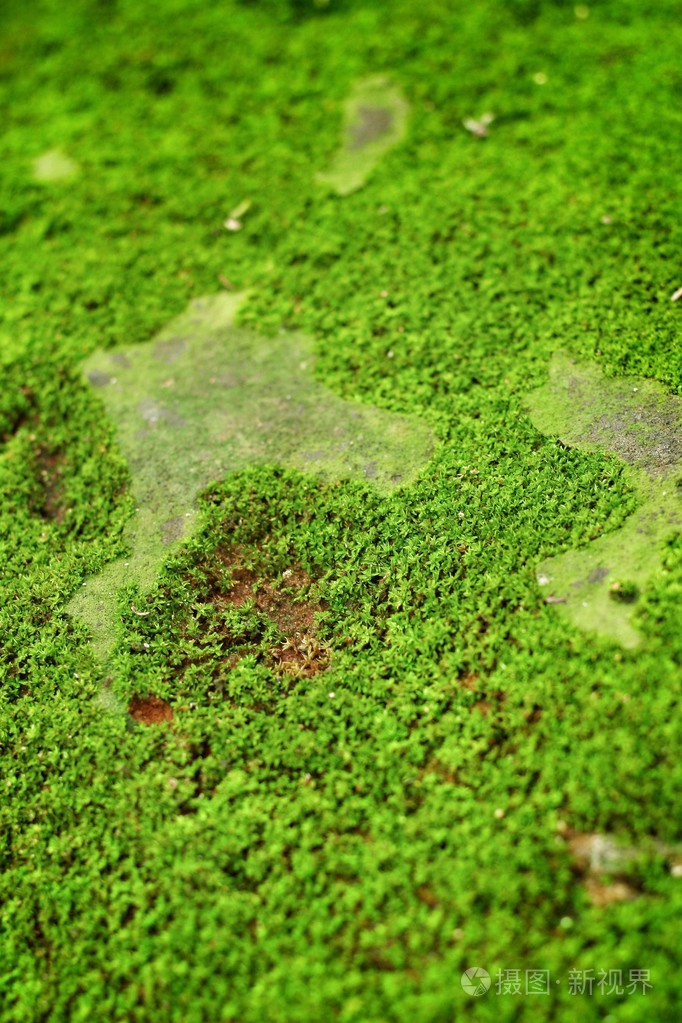 绿色的青苔