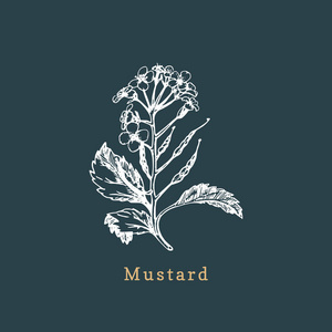 芥末植物图片-芥末植物素材-芥末植物插画-摄图新视界