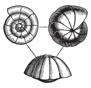 Rotalia 是现代有孔虫类型, 复古线条画或雕刻插图