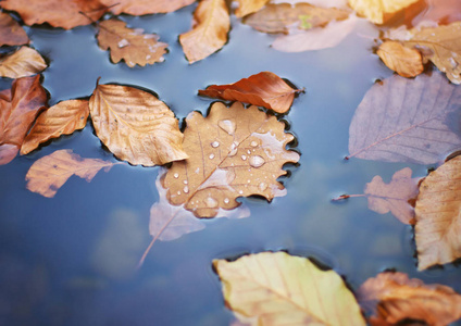 秋天的树叶在水中