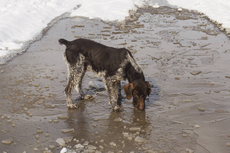 德国 Wirehaired 指针。德语 Drahthaar, 格里芬。一只狗在雪地里玩耍。