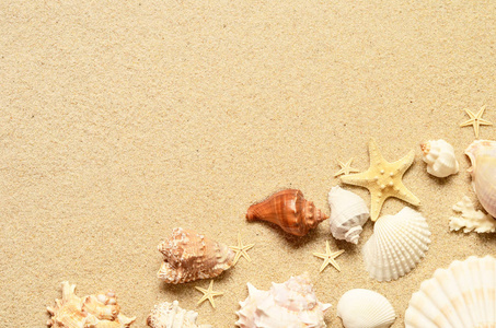 海砂海星 贝壳。顶视图与副本空间