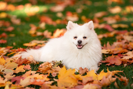 可爱的白色友好的斯皮茨狗在秋季叶子在公园