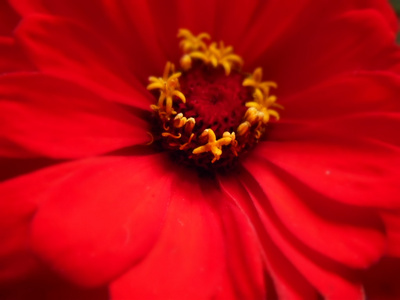 红色花背景