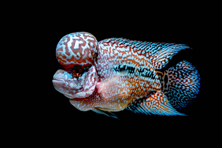 慈鲷鱼在美丽的水族馆回来