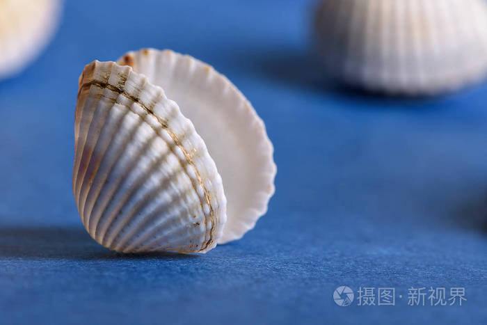 蓝色背景上的贝壳