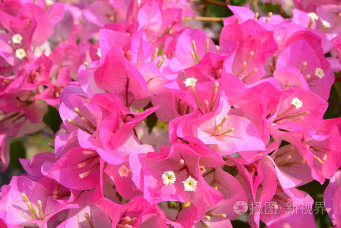 粉红色 Bougaville 花, 注意选择焦点与浅景深