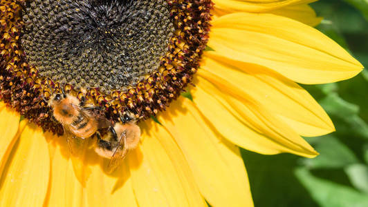 两个蜜蜂采集花蜜从一朵一朵向日葵