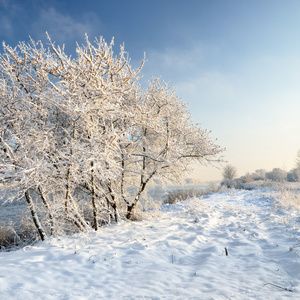 白霜冬季树上