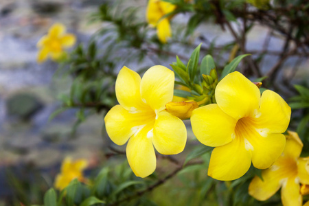 阿拉曼达花