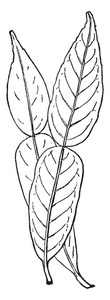 一叶柑橘宜昌对植物。叶子具有宽叶柄, 像柚子和青石灰在外观, 复古线条画或雕刻插图的叶子