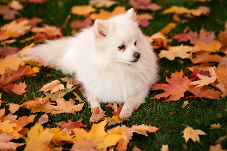 可爱的白色友好的斯皮茨狗在秋季叶子在公园