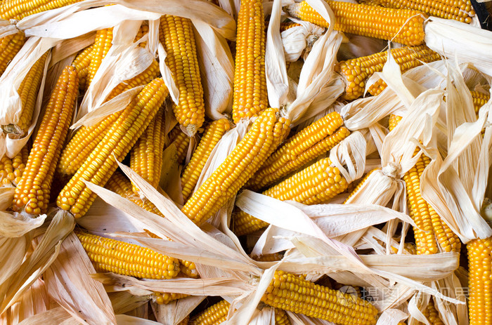 紧靠一大堆的有机鲜食玉米棒子