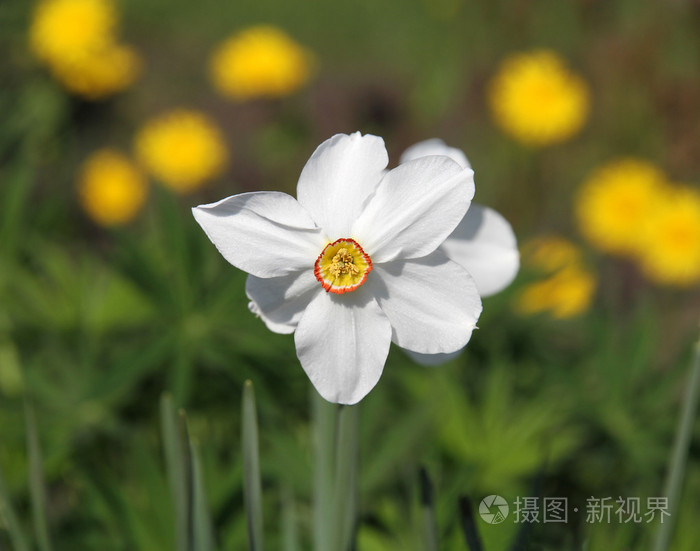 白水仙照片 正版商用图片06m40g 摄图新视界 白水仙照片 正版商用图片06m40g 摄图新视界