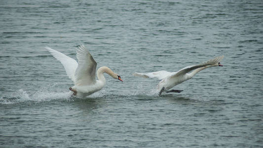 两只天鹅在湖里飞翔