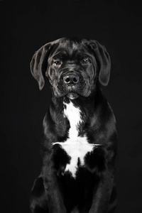黑色小狗藤在黑色背景。可爱小狗特写肖像