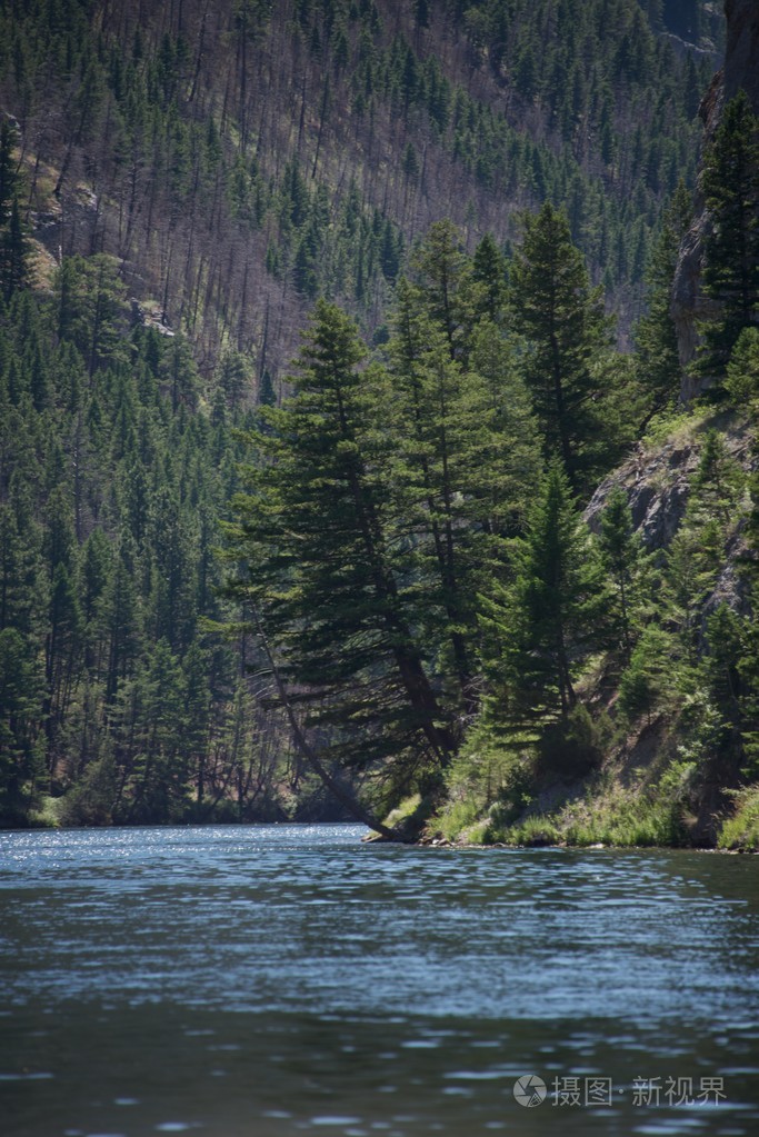 在狼溪旁边的树木