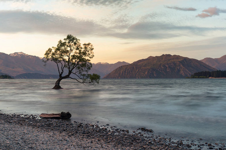 奥克兰树在水湖与山背景, 新西兰自然风景背景