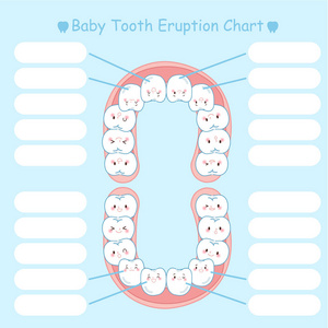 在蓝色背景的婴儿牙齿喷发图表图片