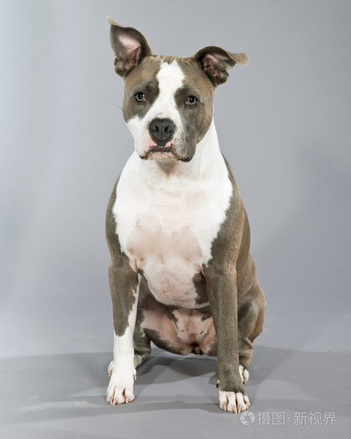 美国斗牛犬肖像.棕色与白色的斑点.工作室 s