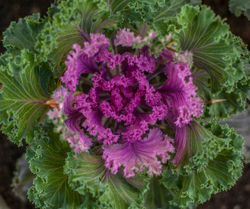 观赏蔬菜软焦点观赏白菜照片