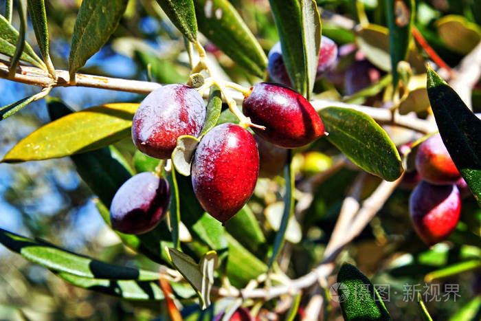 希腊peloponnesemessinia橄榄树橄榄koroneiki品种