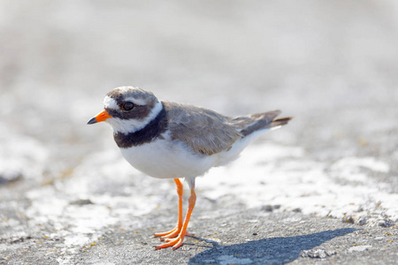 共同的环形船鸟 拉丁语 Charadrius hiaticula 在早晨光漫步在岩石上