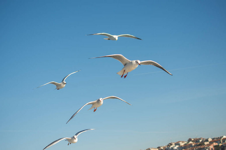 海鸥在蓝天中飞翔照片