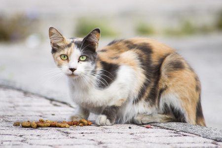 猫吃干的食物