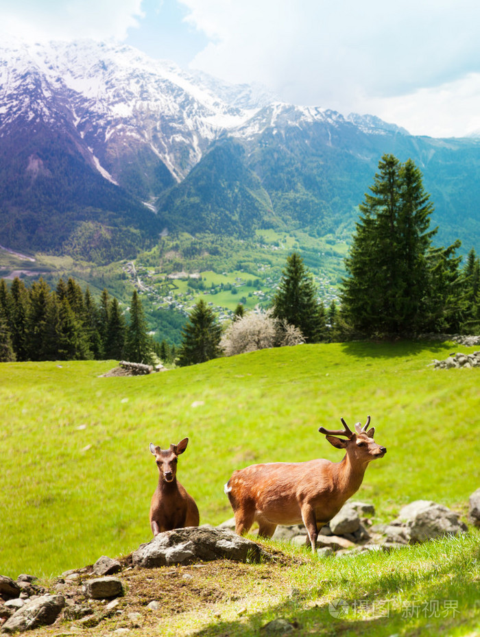 在高山牧场上的鹿