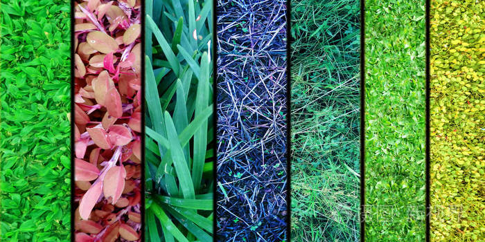 拼贴图像的彩色草在竖排.复合抽象自然背景