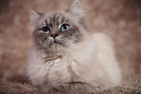 美丽的蓝眼睛的猫蓝眼睛的年轻美丽的猫照片
